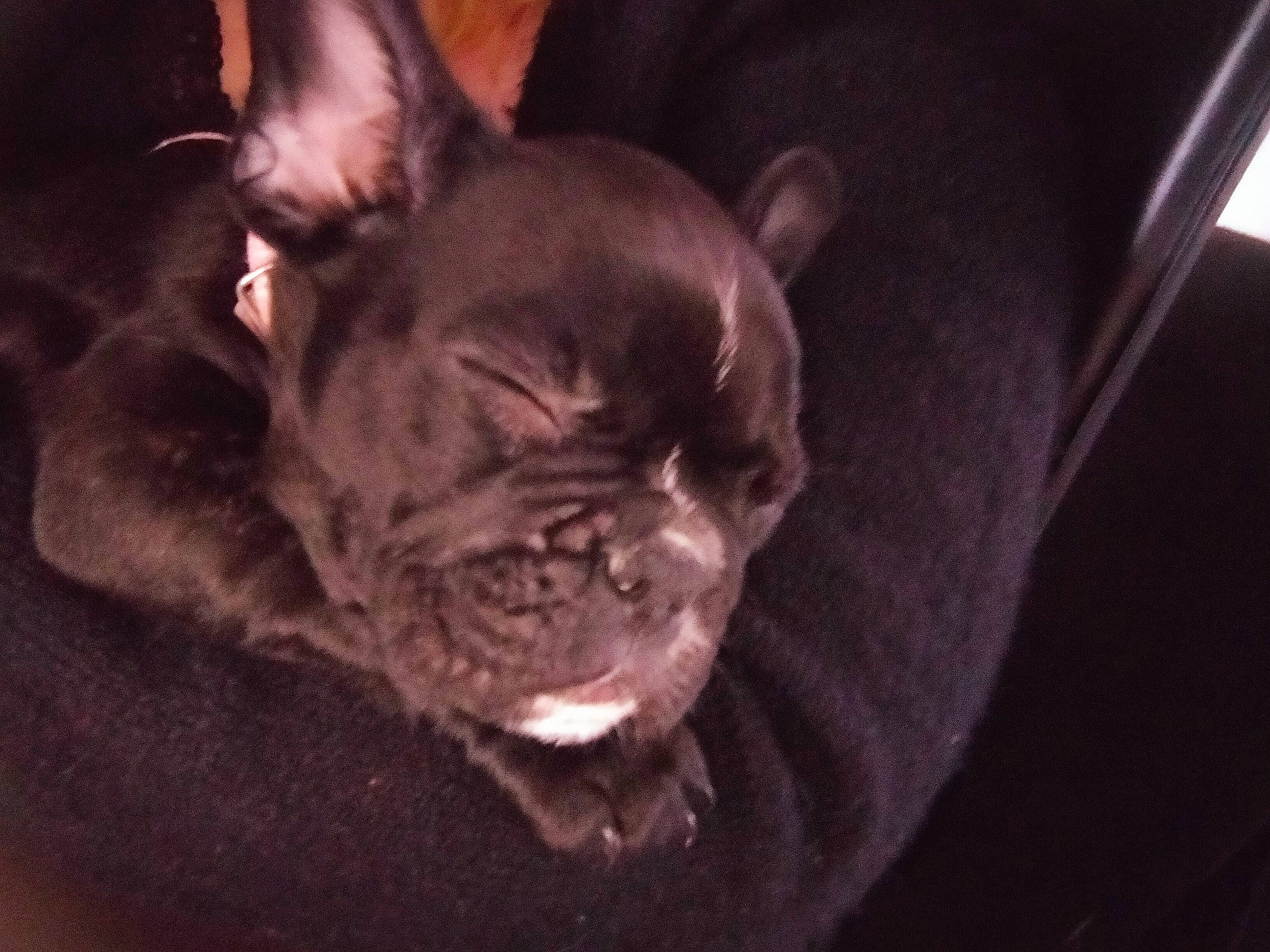 Kyara a rejoint le concours — aidez-le/la à gagner de superbes lots ! bored, bulldog, canidae, carmine, carnivore, comfort, companion_dog, darkness, dog, dog_breed, ear, fawn, non_sporting_group, snout, sporting_group, terrestrial_animal, toy_dog, whiskers, working_animal, wrinkle