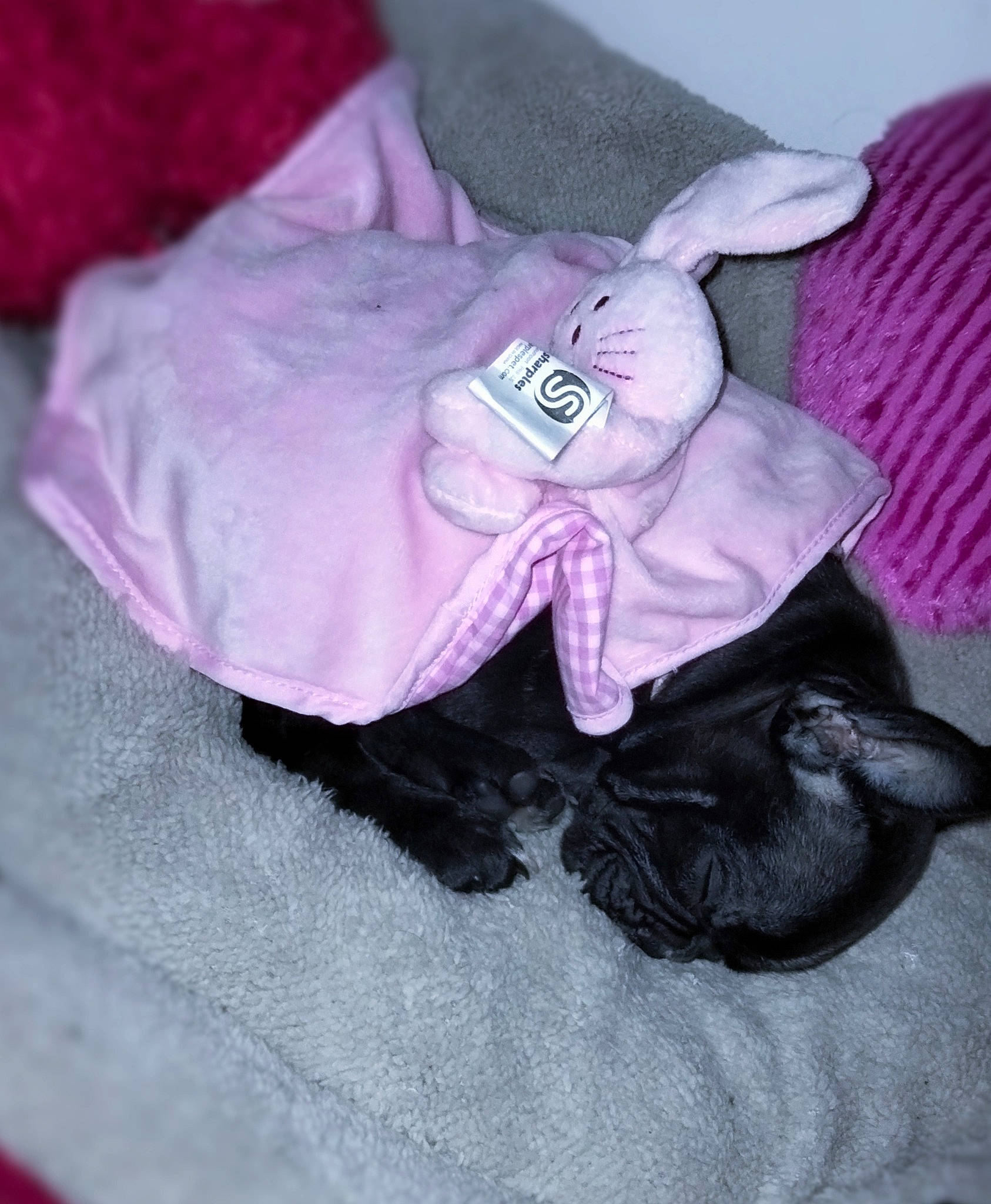 Kyara participe au concours pour gagner de l'argent avec cette photo : baby_toddler_clothing, comfort, companion_dog, dog, dog_breed, dog_supply, fashion_accessory, fawn, flower, fur, grey, linens, magenta, petal, pink, plant, purple, sleeve, toy, violet