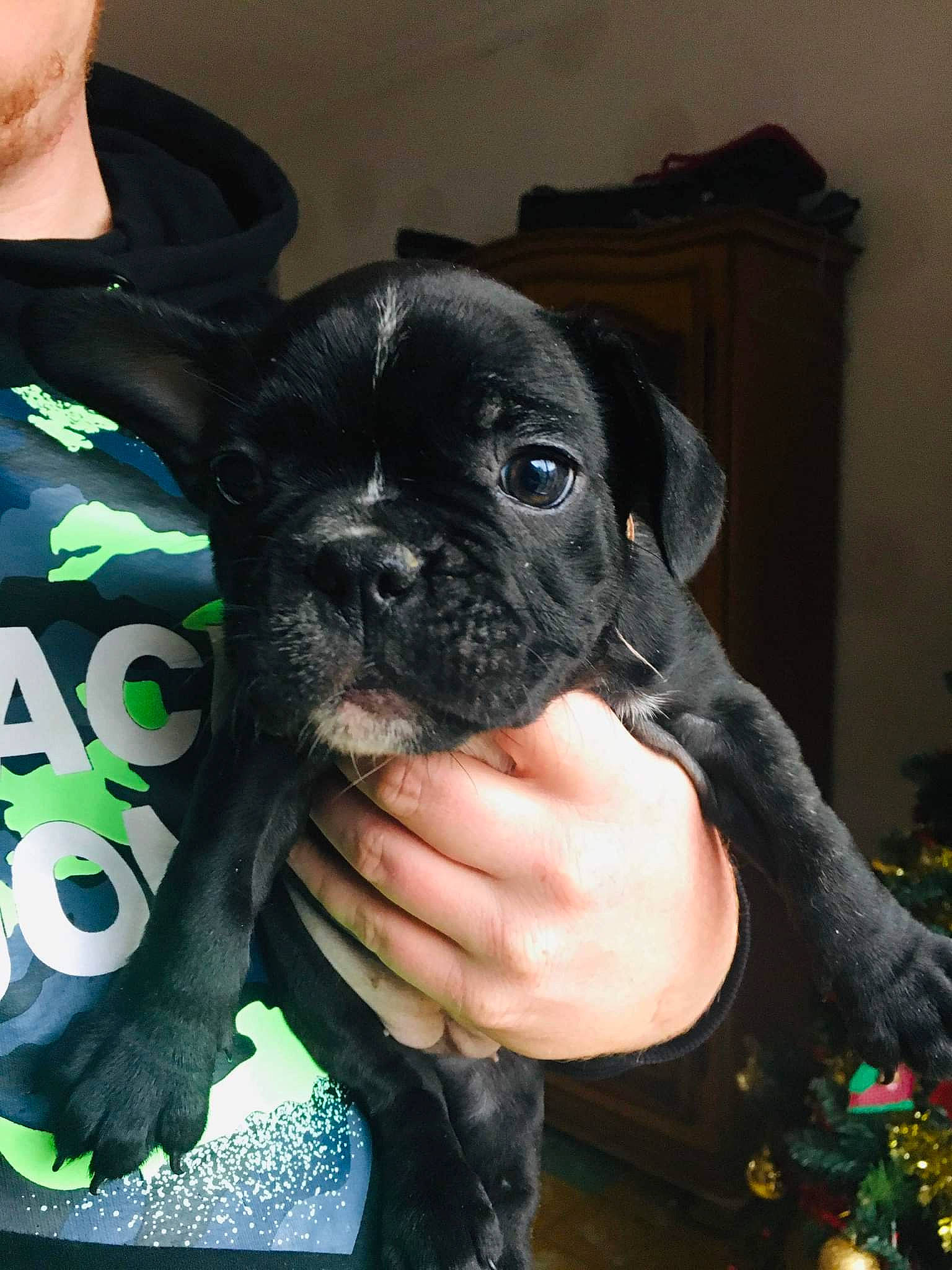 Kyara a rejoint le concours — aidez-le/la à gagner de superbes lots ! borador, canidae, carnivore, companion_dog, dog, dog_breed, fawn, fur, guard_dog, non_sporting_group, personal_protective_equipment, puppy, puppy_love, sleeve, snout, sporting_group, toy_dog, whiskers, working_animal