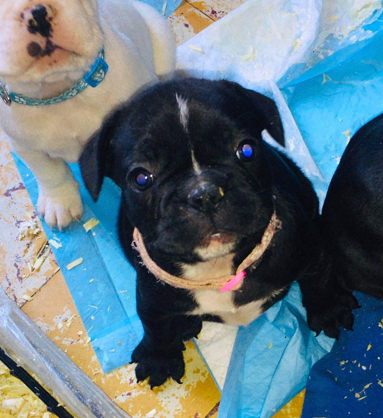 Kyara a rejoint le concours — aidez-le/la à gagner de superbes lots ! blue, canidae, carnivore, collar, companion_dog, dog, dog_breed, dog_collar, dog_supply, electric_blue, fawn, fur, paw, personal_protective_equipment, pet_supply, puppy_love, snout, sporting_group, toy_dog, working_animal