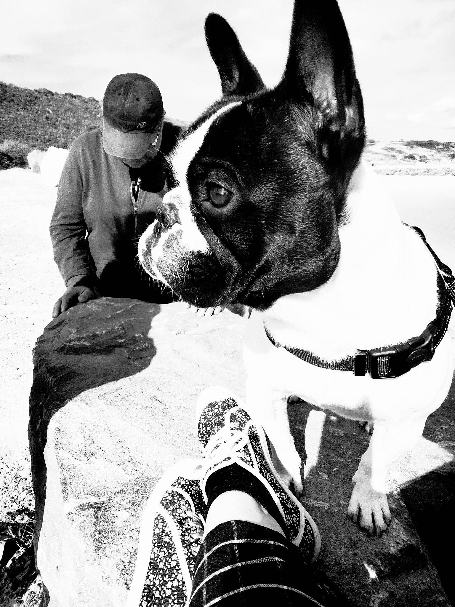 Rocko participe au concours pour gagner de l'argent avec cette photo : beauty, black, black_and_white, carnivore, collar, companion_dog, dog, dog_breed, dog_collar, fawn, mammal, monochrome, monochrome_photography, organ, photograph, snout, style, whiskers, white, working_animal