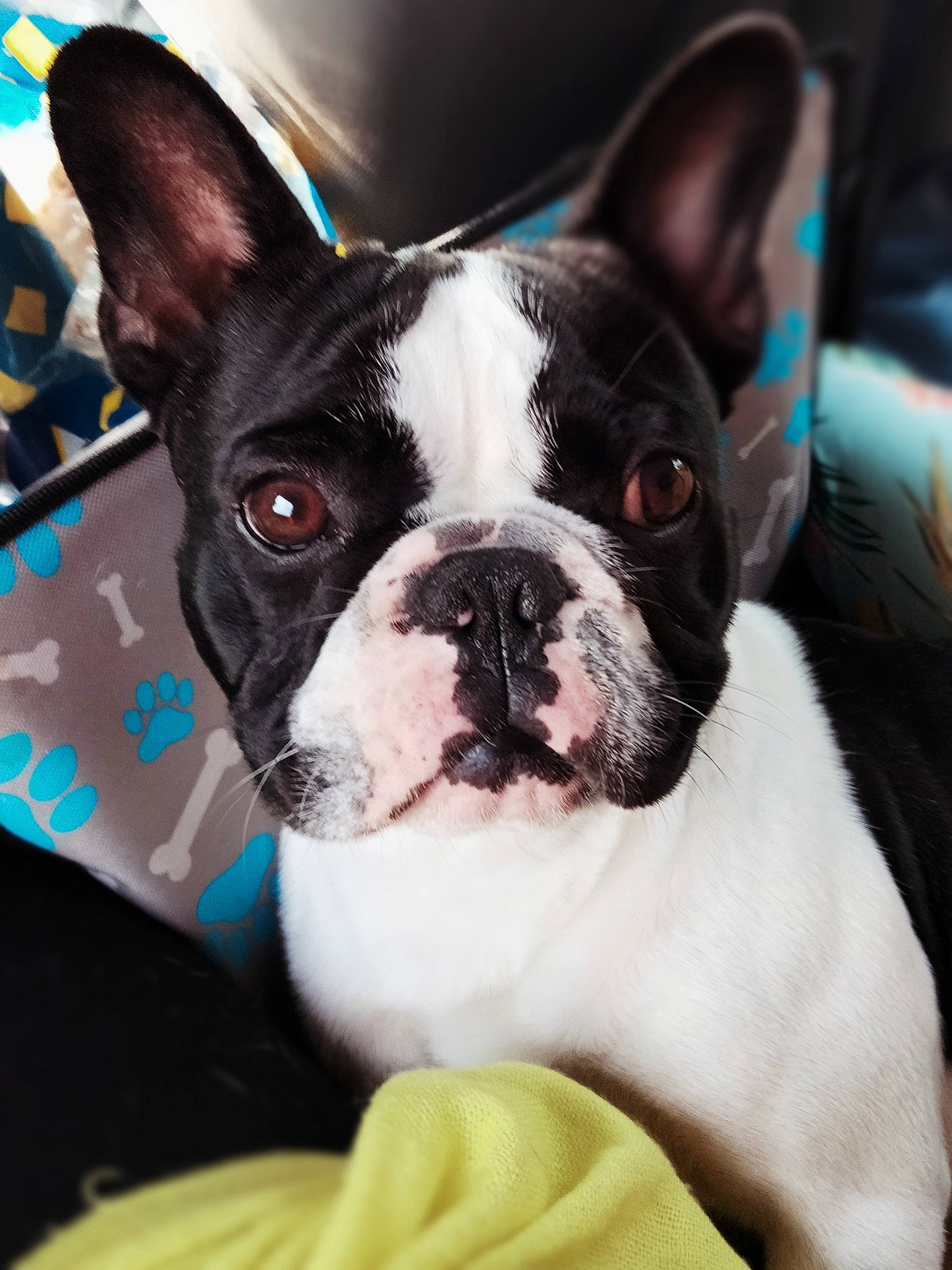 Rocko a rejoint le concours — aidez-le/la à gagner de superbes lots ! boston_terrier, bulldog, canidae, carnivore, collar, comfort, companion_dog, dog, dog_breed, dog_collar, ear, fawn, french_bulldog, non_sporting_group, photography, snout, sporting_group, terrestrial_animal, whiskers, working_animal