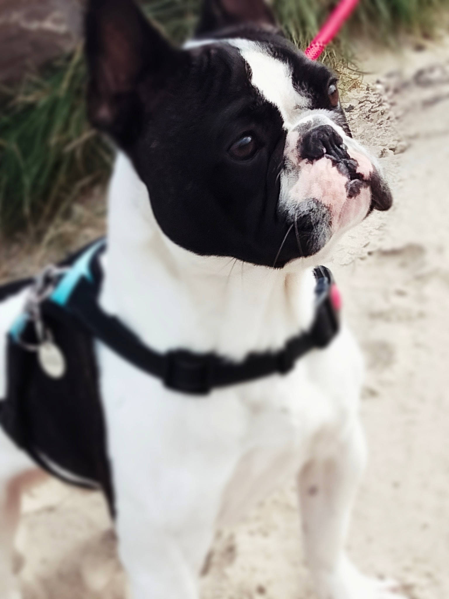 Rocko participe au concours pour gagner de l'argent avec cette photo : boston_terrier, bulldog, carnivore, collar, companion_dog, dog, dog_breed, dog_collar, dog_supply, event, fashion_accessory, fawn, fur, leash, pet_supply, plant, snout, sporting_group, whiskers, working_animal