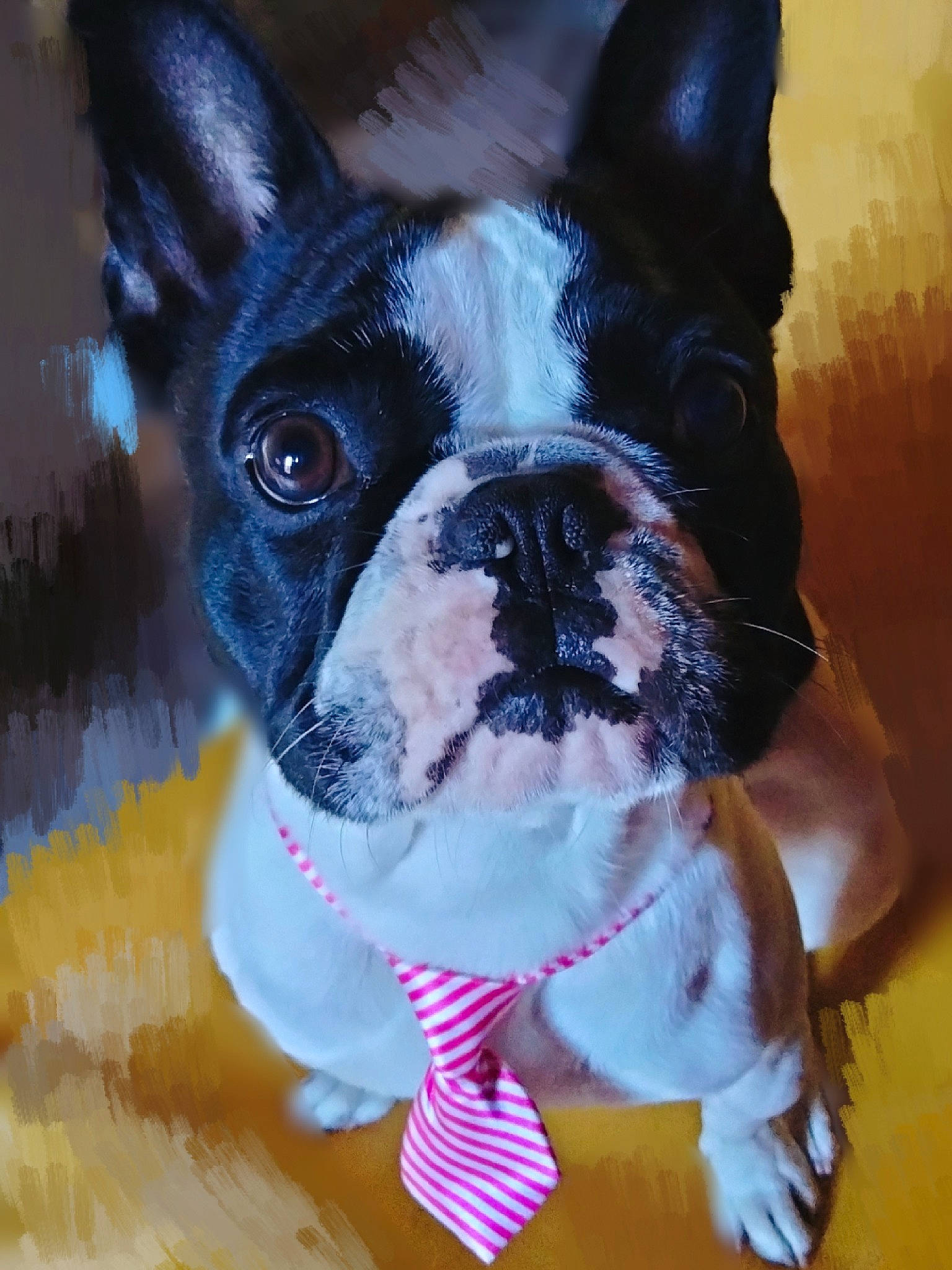Rocko participe au concours pour gagner de l'argent avec cette photo : boston_terrier, bulldog, canidae, carnivore, collar, companion_dog, dog, dog_breed, dog_collar, ear, electric_blue, fawn, french_bulldog, head, snout, sporting_group, terrestrial_animal, vertebrate, whiskers, working_animal