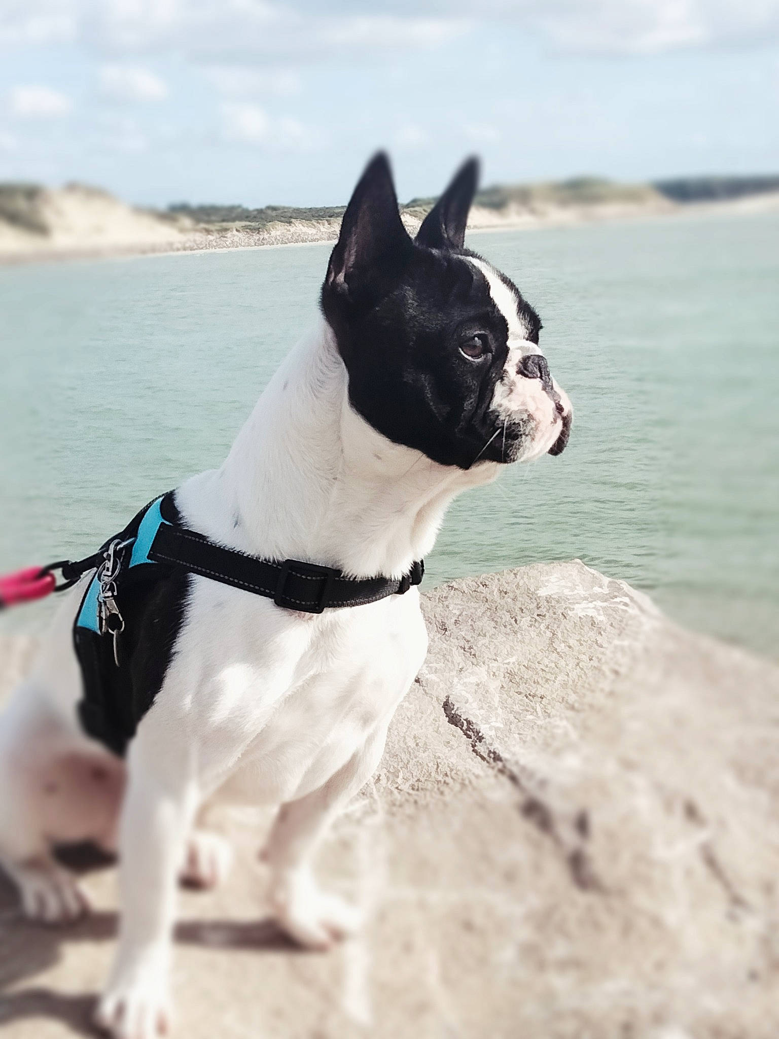 Rocko participe au concours pour gagner de l'argent avec cette photo : beach, boston_terrier, bulldog, canidae, carnivore, cloud, collar, companion_dog, dog, dog_breed, dog_collar, fawn, french_bulldog, lake, leash, sky, snout, sporting_group, water, working_animal