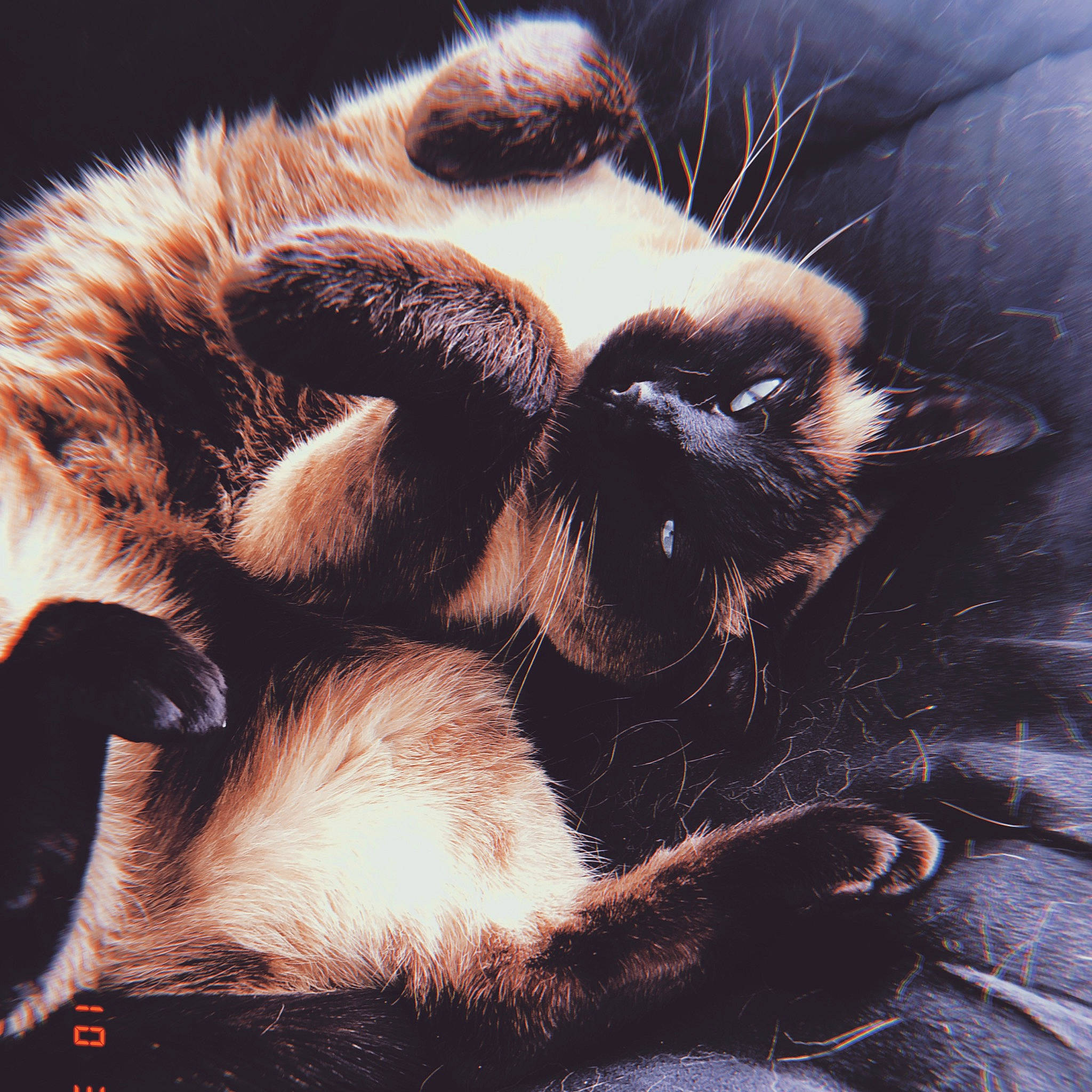 Catniss is registered to the contest to win money with this photo: carnivore, cat, claw, felidae, fur, hand, paw, small_to_medium_sized_cats, snout, tail, whiskers