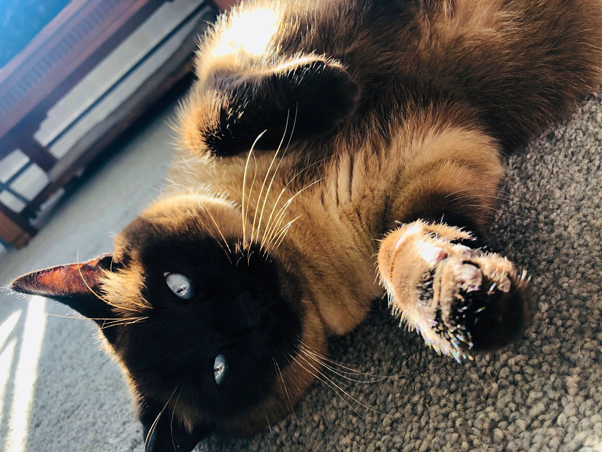 Catniss is registered to the contest to win money with this photo: carnivore, cat, claw, eye, fawn, felidae, fur, nose, organism, paw, procyonidae, skin, snout, viverridae, whiskers