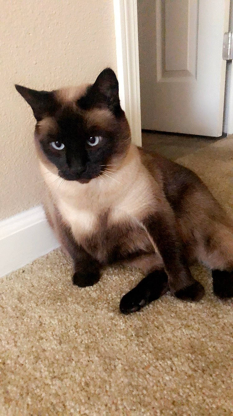 Catniss joined the competition — help win amazing prizes! asian, balinese, birman, burmese, carnivore, cat, colorpoint_shorthair, domestic_short_haired_cat, eye, felidae, himalayan, kitten, mammal, siamese, small_to_medium_sized_cats, snowshoe, thai, tonkinese, vertebrate, whiskers