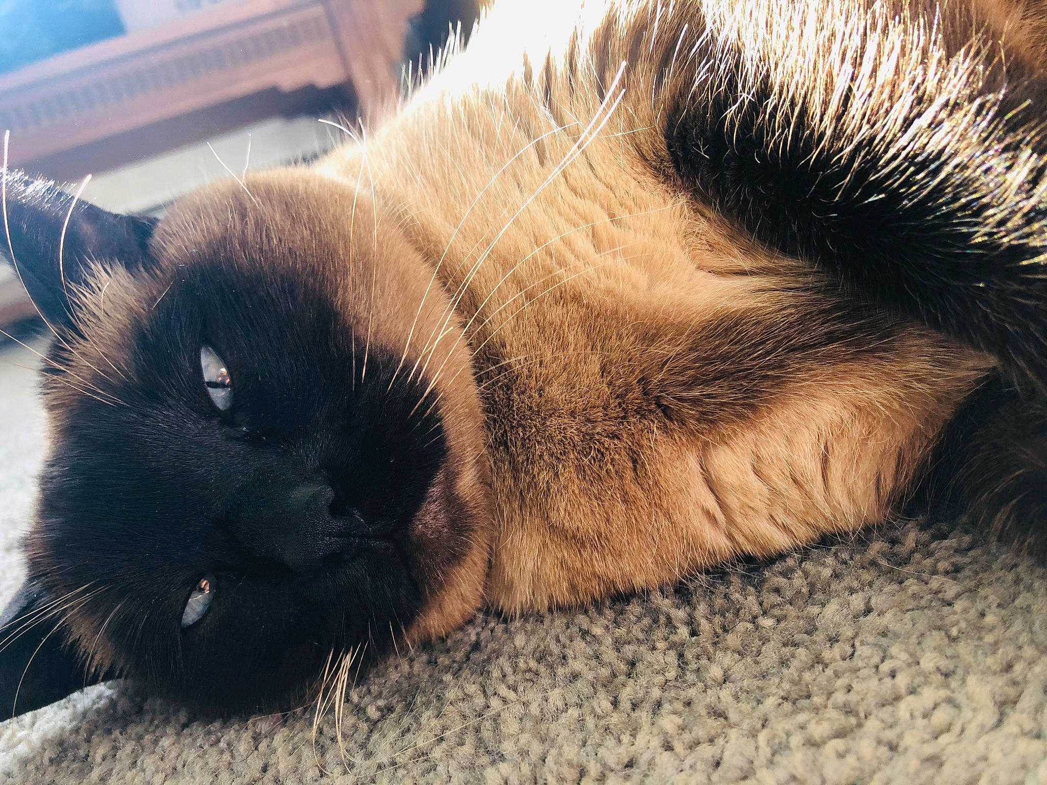 Catniss joined the competition — help win amazing prizes! birman, carnivore, cat, close_up, ear, eye, felidae, fur, mammal, nap, nose, photography, siamese, sky, sleep, small_to_medium_sized_cats, snout, thai, tonkinese, whiskers