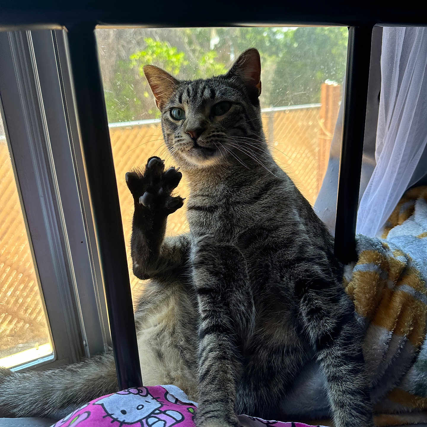 Bonnie is registered to the contest to win money with this photo: animal, blanket, cat, curious, cute, daylight, domestic, feline, fur, hello_kitty, indoor, paw, pet, raised_paw, relaxed, sitting, sunlight, tabby, whiskers, window