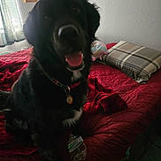 Rocco is registered to the contest to win money with this photo: bed, black_dog, carpet, collar, curtains, dog, framed_photos, furniture, happy, indoor, light, pet, pillow, plastic_bottle, plush_toy, quilted, red_bedspread, tongue_out, wall, window