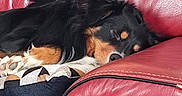 Thao participe au concours pour gagner de l'argent avec cette photo : dog, sleeping, couch, red_leather, pillow, black_fur, tan_fur, pet, resting, indoor, cozy, fur, animal, cute, relaxed, domestic, companion, snout, paw, home