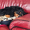 dog, sleeping, couch, red_leather, pillow, black_fur, tan_fur, pet, resting, indoor, cozy, fur, animal, cute, relaxed, domestic, companion, snout, paw, home