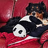 Thao participe au concours pour gagner de l'argent avec cette photo : dog, plush_toy, panda, red_couch, blanket, indoor, pet, fur, relaxing, cozy, animal, home, comfort, black_and_brown_dog, stuffed_animal, living_room, soft_toy, cute, resting, domestic_animal