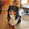 Thao a rejoint le concours — aidez-le/la à gagner de superbes lots ! dog, indoor, floor, wooden_floor, tiled_floor, licking, tongue, black_dog, white_fur, brown_fur, orange_object, chair, patterned_wallpaper, window, daylight, pet, sitting, fur, animal, cute