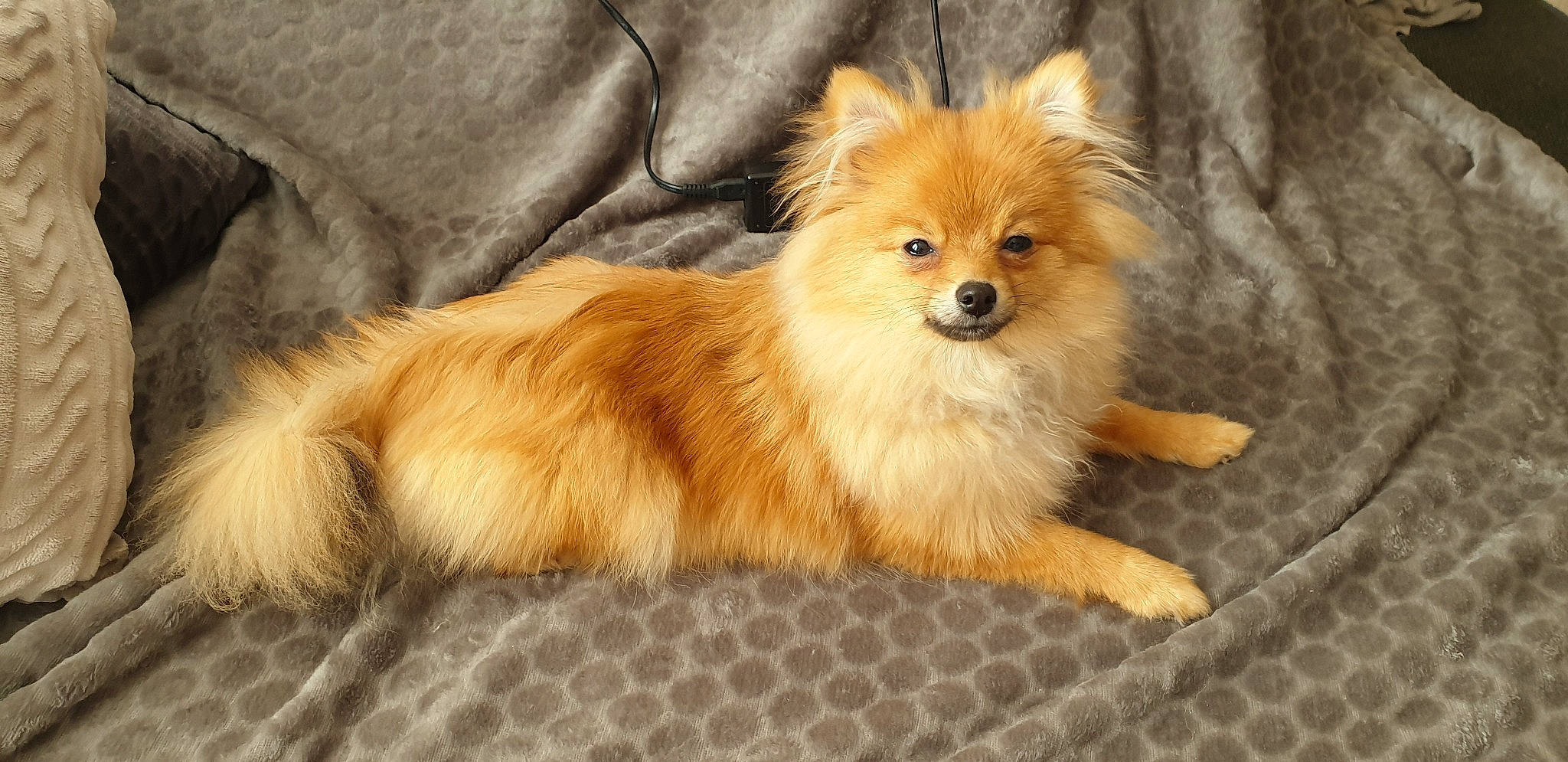 Pins a rejoint le concours — aidez-le/la à gagner de superbes lots ! canidae, carnivore, companion_dog, dog, dog_breed, fawn, fur, german_spitz, german_spitz_klein, german_spitz_mittel, mammal, pomeranian, puppy, skin, snout, spitz, toy_dog, vertebrate, volpino_italiano, whiskers