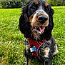 Valkya a rejoint le concours — aidez-le/la à gagner de superbes lots ! dog, canine, pet, outdoor, grass, nature, harness, black, brown, white, tongue, tag, close_up, animal, happy, sitting, fur, ears, nose, park