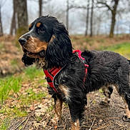 Valkya participe au concours pour gagner de l'argent avec cette photo : dog, black_dog, red_harness, forest, outdoor, nature, trees, grass, leaves, pine_needles, canine, pet, animal, mammal, walking, alert, fur, portrait, daylight, ground