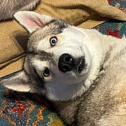 Poseidon is registered to the contest to win money with this photo: animal, blanket, blue_eyes, canine, carpet, close_up, curious, dog, domestic_animal, ears, face, fur, furry, husky, indoors, looking_at_camera, lying_down, nose, pet, resting