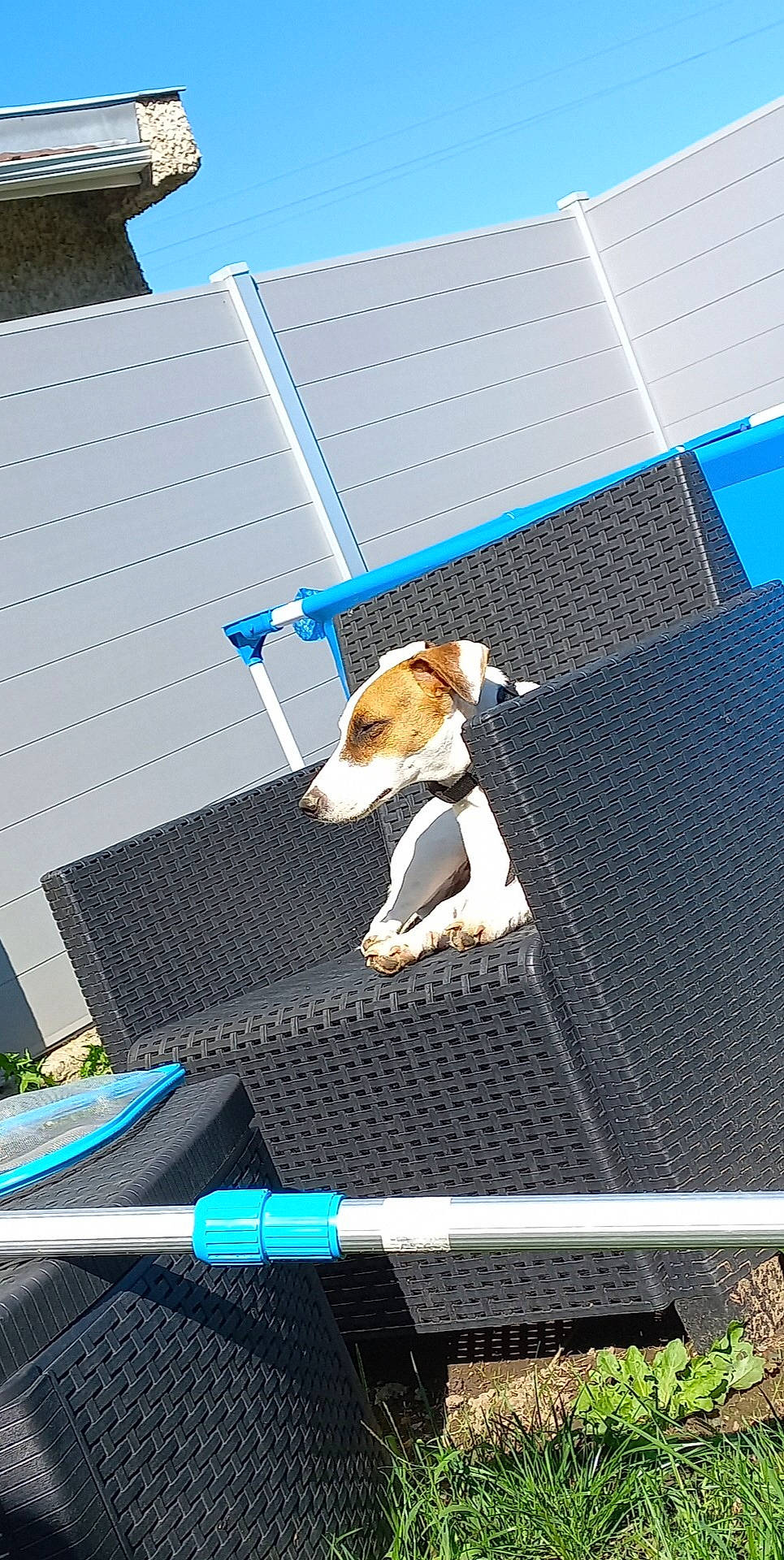 Ringo a rejoint le concours — aidez-le/la à gagner de superbes lots ! blue, building, canidae, carnivore, collar, companion_dog, dog, dog_agility, dog_breed, dog_sports, dog_supply, electric_blue, leisure, outdoor_furniture, pet_supply, recreation, sky, skyscraper, sporting_group, tail