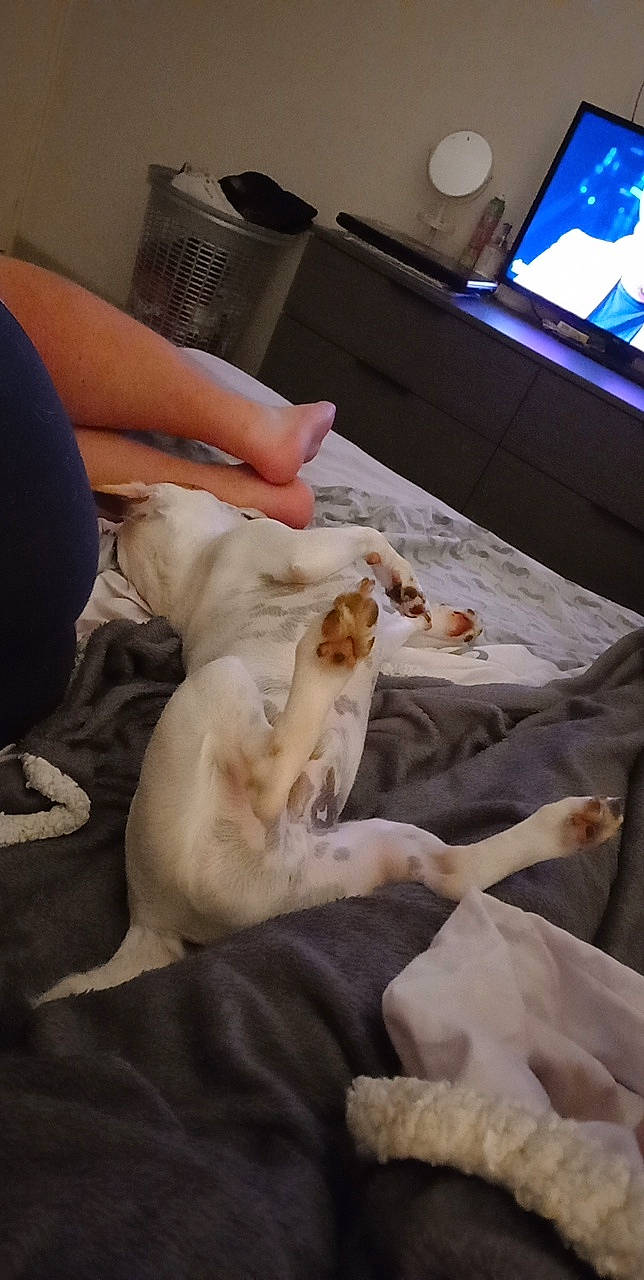 Ringo participe au concours pour gagner de l'argent avec cette photo : bed, canidae, carnivore, cat, comfort, companion_dog, dog_breed, domestic_short_haired_cat, fawn, felidae, fur, hardwood, linens, nap, room, small_to_medium_sized_cats, sporting_group, television, whiskers, wood