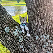 Jasper joined the competition — help win amazing prizes! kitten, cat, tree, collar, nature, outdoor, park, grass, water, pond, bark, moss, sunlight, greenery, animal, pet, young, curious, sitting, daylight