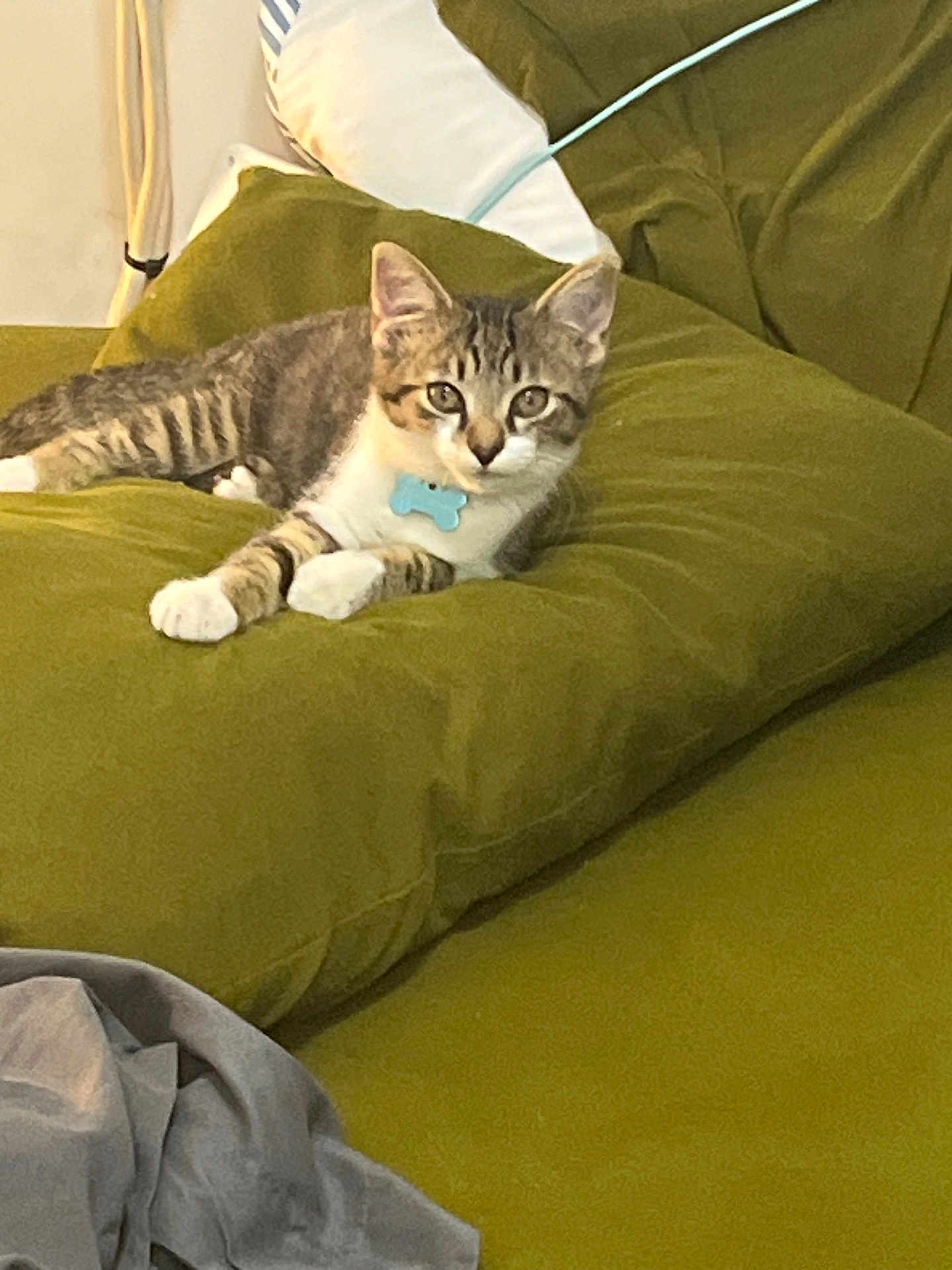 Jasper joined the competition — help win amazing prizes! kitten, cat, tabby, cushion, green, collar, indoor, pet, feline, relaxed, cute, animal, resting, soft, gray_blanket, cozy, young_cat, whiskers, ears, paws