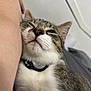 cat, tabby, sleepy, collar, pet, animal, closeup, indoor, resting, feline, snuggling, person, arm, fur, whiskers, relaxation, comfort, domestic, cute, cozy