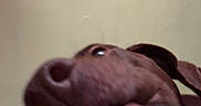 Riggs joined the competition — help win amazing prizes! dog, snout, close_up, brown_dog, indoor, wall, shadow, pet, animal, nose, ear, collar, muzzle, canine, portrait, head, looking_up, blurry, domestic_animal, face
