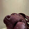 dog, snout, close_up, brown_dog, indoor, wall, shadow, pet, animal, nose, ear, collar, muzzle, canine, portrait, head, looking_up, blurry, domestic_animal, face