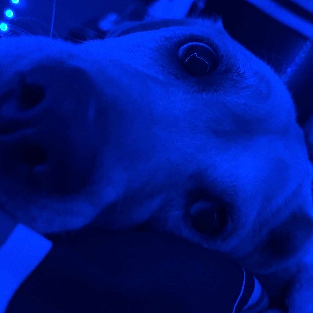 Riggs
