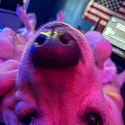 Riggs is registered to the contest to win money with this photo: dog, close_up, face, nose, pink_lighting, purple_lighting, american_flag, laptop, indoor, blurry, fur, pet, animal, background, technology, colorful, home, curious, playful, unusual_angle