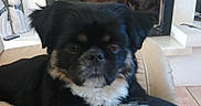 Jenny a rejoint le concours — aidez-le/la à gagner de superbes lots ! canidae, carnivore, companion_dog, dog, dog_breed, fur, mammal, morkie, non_sporting_group, puppy, rare_breed_dog, shih_tzu, sporting_group, tibetan_spaniel, toy_dog