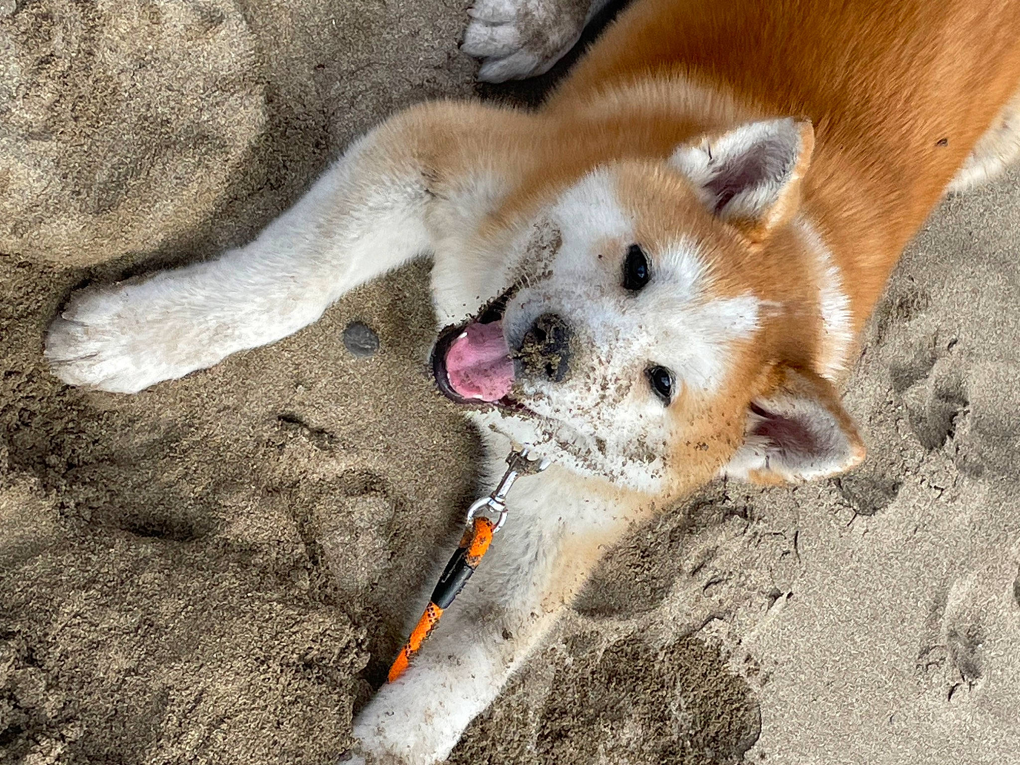 Togo joined the competition — help win amazing prizes! canidae, carnivore, companion_dog, dog, dog_breed, dog_supply, fawn, fur, non_sporting_group, paw, pet_supply, puppy, snout, soil, spitz, sporting_group, street_dog, tail, watch, wildlife