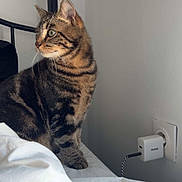 Tigrou a rejoint le concours — aidez-le/la à gagner de superbes lots ! animal, bed, bedding, black_bed_frame, cat, charger, curious, domestic, feline, fur, indoor, looking, pet, power_outlet, resting, side_view, striped, tabby, wall, white