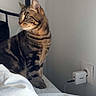 animal, bed, bedding, black_bed_frame, cat, charger, curious, domestic, feline, fur, indoor, looking, pet, power_outlet, resting, side_view, striped, tabby, wall, white