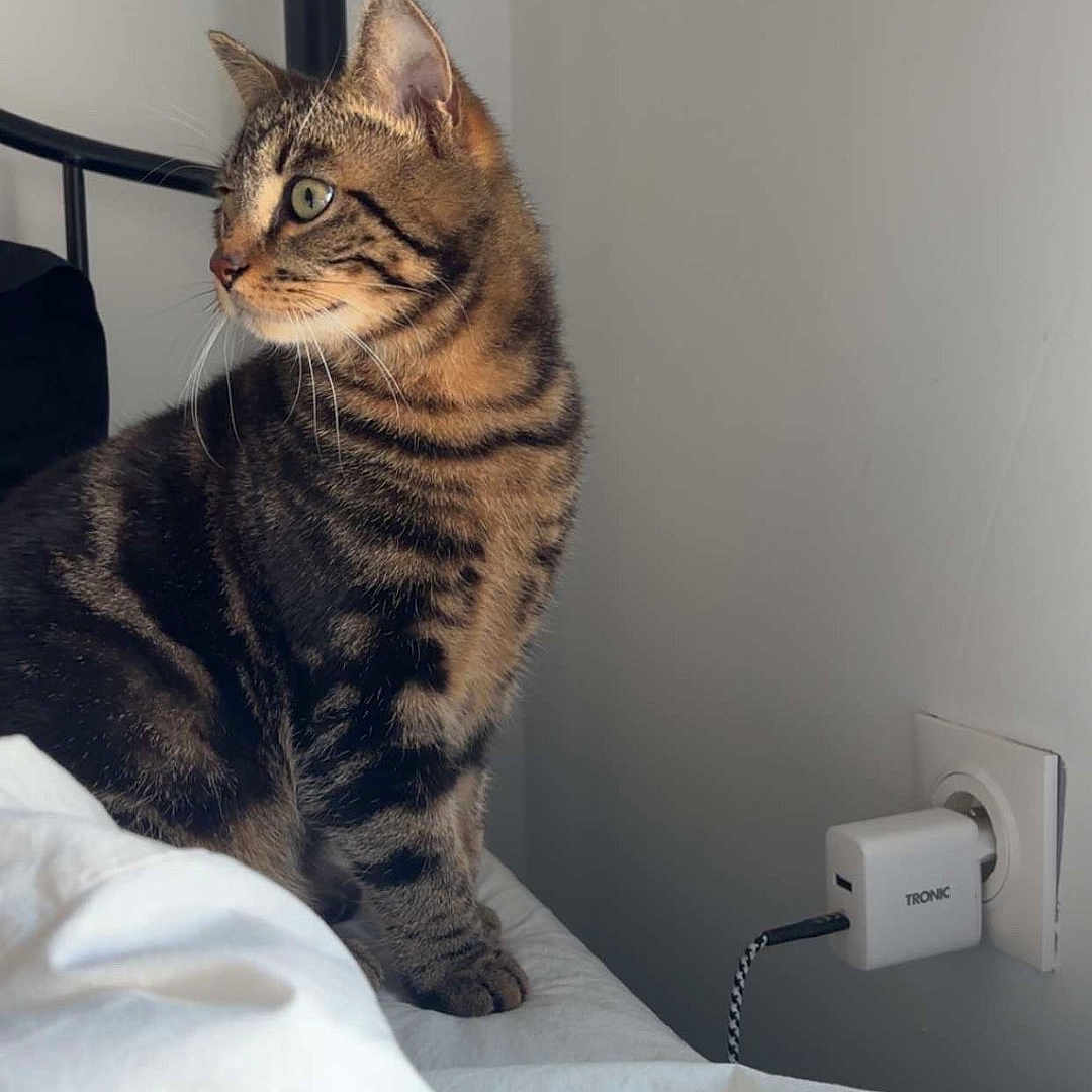 Tigrou