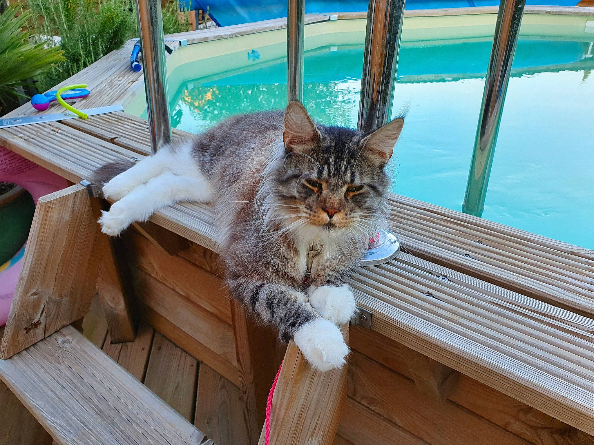 Salvador participe au concours pour gagner de l'argent avec cette photo : carnivore, cat, comfort, domestic_short_haired_cat, fawn, felidae, fur, grass, hardwood, leisure, mammal, outdoor_furniture, plant, small_to_medium_sized_cats, tail, tree, water, whiskers, window, wood