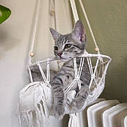 Aïko is registered to the contest to win money with this photo: cat, kitten, gray_tabby, macrame, hanging_basket, indoor, pet, relaxed, fur, whiskers, curious, cozy, fabric, soft_lighting, radiator, plant, home, wall, paws, closeup