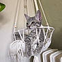 cat, kitten, gray_tabby, macrame, hanging_basket, indoor, pet, relaxed, fur, whiskers, curious, cozy, fabric, soft_lighting, radiator, plant, home, wall, paws, closeup