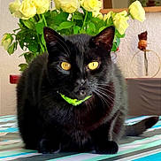Angélo a rejoint le concours — aidez-le/la à gagner de superbes lots ! black_cat, cat, decor, domestic_animal, feline, flowers, green_collar, indoor, mirror, pet, plant, portrait, red_flower, reflection, still_life, striped, table, tablecloth, yellow_eyes, yellow_roses