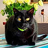 black_cat, cat, decor, domestic_animal, feline, flowers, green_collar, indoor, mirror, pet, plant, portrait, red_flower, reflection, still_life, striped, table, tablecloth, yellow_eyes, yellow_roses