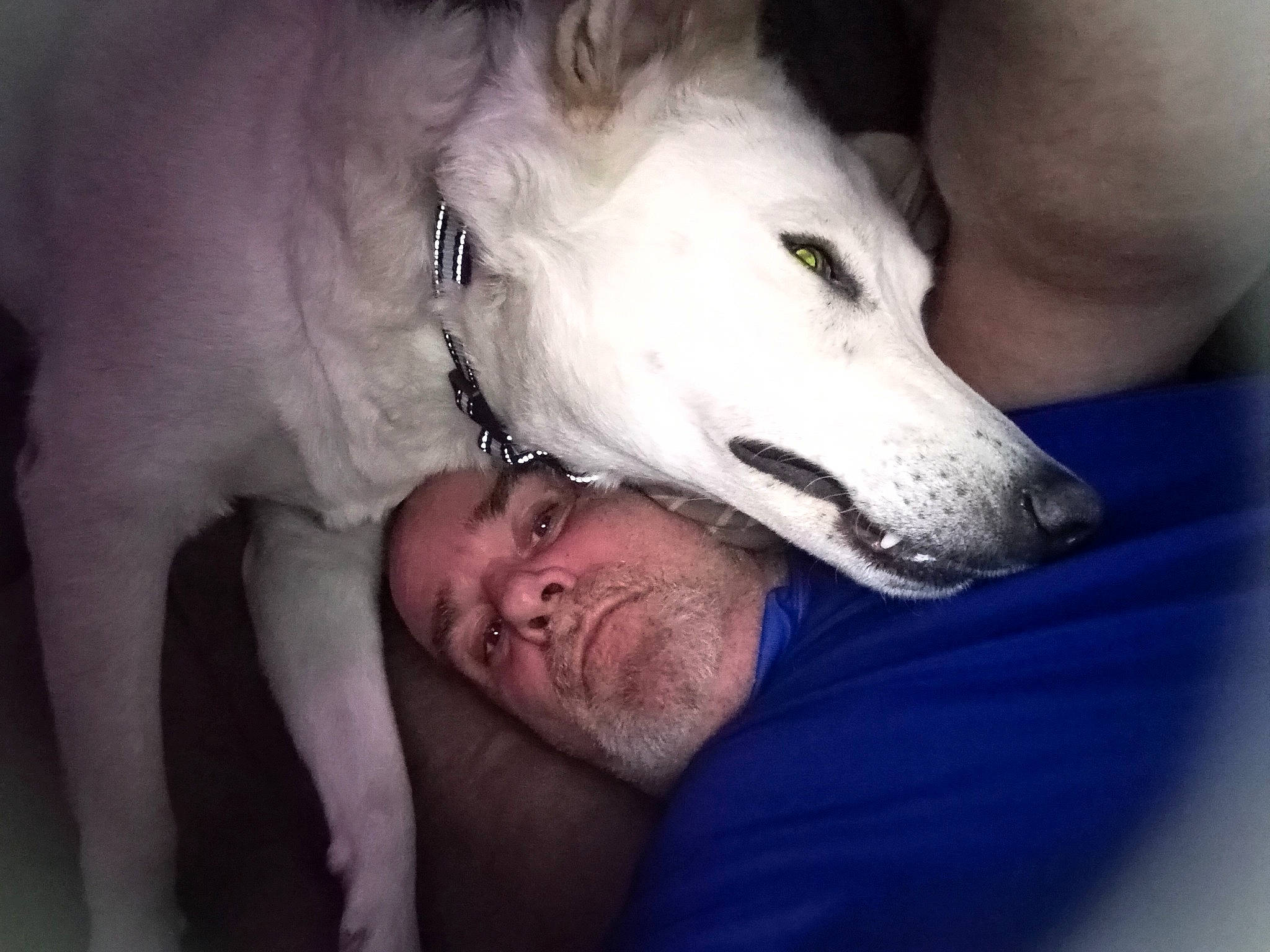 Cece joined the competition — help win amazing prizes! borzoi, canidae, carnivore, comfort, companion_dog, darkness, dog, dog_breed, ear, flash_photography, fur, jaw, monochrome, non_sporting_group, sighthound, snout, sporting_group, whiskers, working_animal