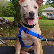 Luna is registered to the contest to win money with this photo: animal, backyard, blue_harness, canine, collar, daylight, dog, grass, happy, harness, house, outdoors, pet, playful, portrait, sitting, smiling, tongue, trampoline, trees