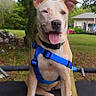 animal, backyard, blue_harness, canine, collar, daylight, dog, grass, happy, harness, house, outdoors, pet, playful, portrait, sitting, smiling, tongue, trampoline, trees