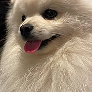 Titus a rejoint le concours — aidez-le/la à gagner de superbes lots ! dog, white, fluffy, tongue_out, close_up, pet, cute, animal, fur, happy, portrait, indoor, face, mammal, friendly, companion, canine, adorable, bright_eyes, soft_texture