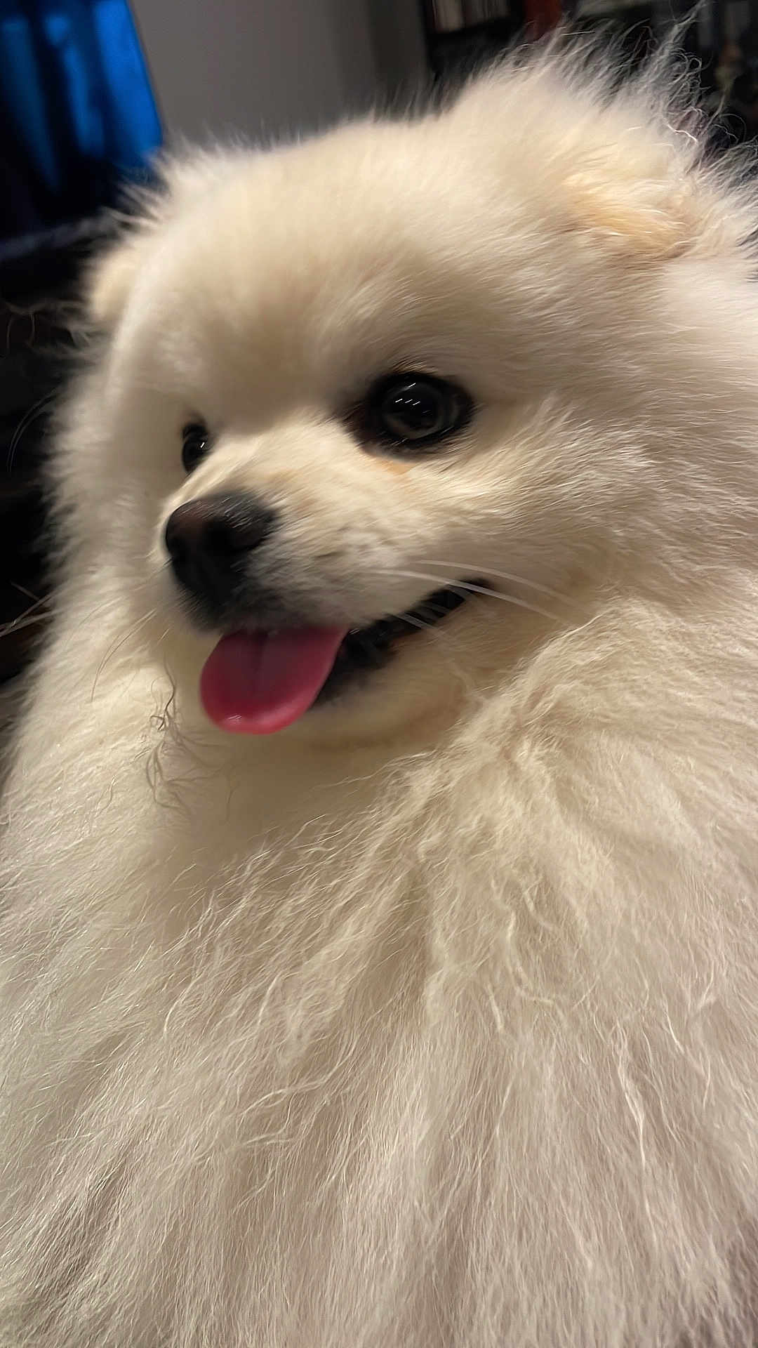 Titus a rejoint le concours — aidez-le/la à gagner de superbes lots ! dog, white, fluffy, tongue_out, close_up, pet, cute, animal, fur, happy, portrait, indoor, face, mammal, friendly, companion, canine, adorable, bright_eyes, soft_texture