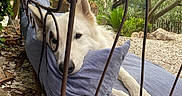 Leiki participe au concours pour gagner de l'argent avec cette photo : dog, white_dog, cushion, bench, outdoor, garden, greenery, trees, leaves, iron_furniture, relaxing, resting, pets, nature, daylight, calm, animal, snout, paws, cozy