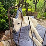 Leiki participe au concours pour gagner de l'argent avec cette photo : dog, white_dog, cushion, bench, metal_bench, outdoor, garden, greenery, plants, rocks, relaxing, resting, pet, canine, nature, fur, snout, ears, paws, daylight