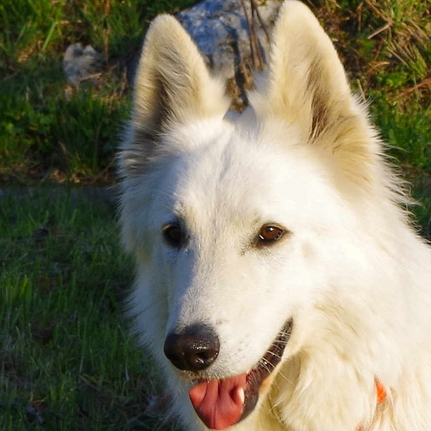 Leiki participe au concours pour gagner de l'argent avec cette photo : dog, white_dog, outdoor, grass, sunlight, happy, pet, animal, canine, ears, tongue, nature, fur, portrait, summer, daylight, muzzle, collar, friendly, closeup